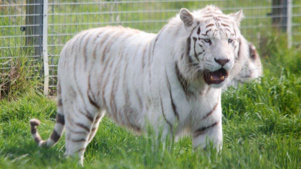 Tiger at Hamerton Zoo Park