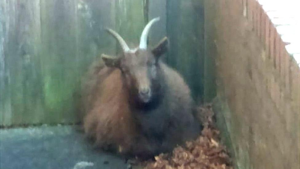 A brown goat in a garden.