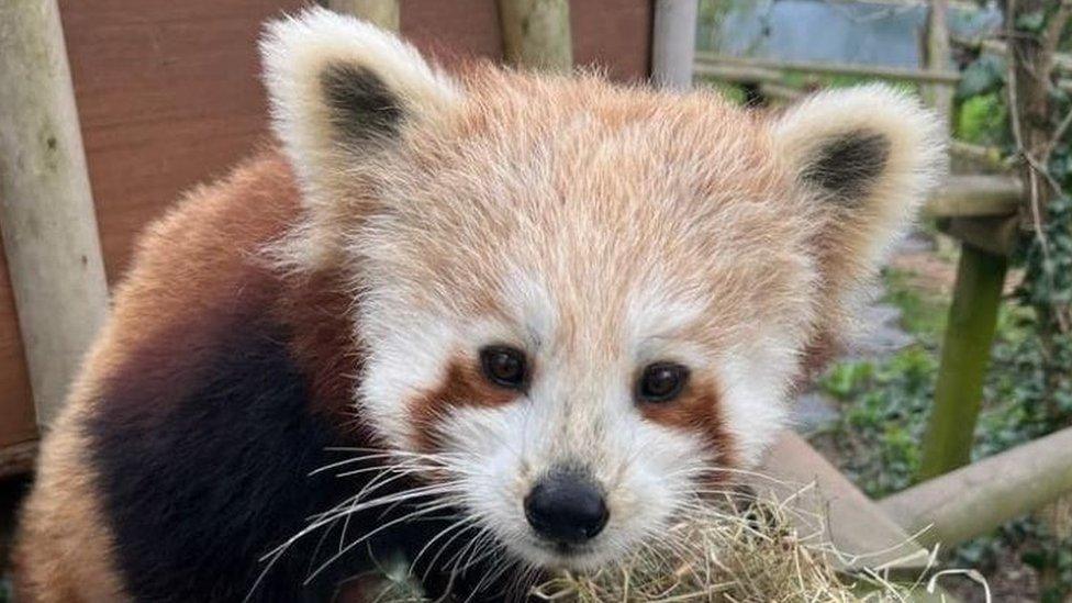 Red panda at Curraghs Wildlife Park