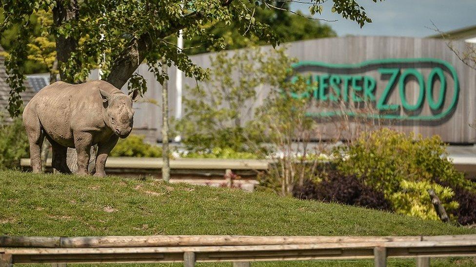 Rhinoceros at Chester Zoo