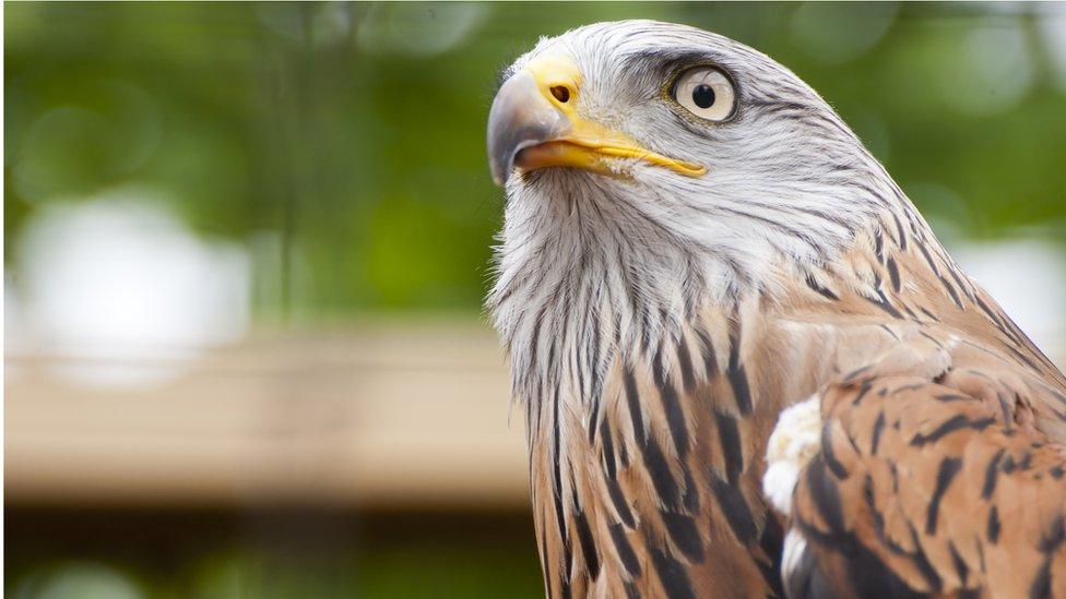 Red kite