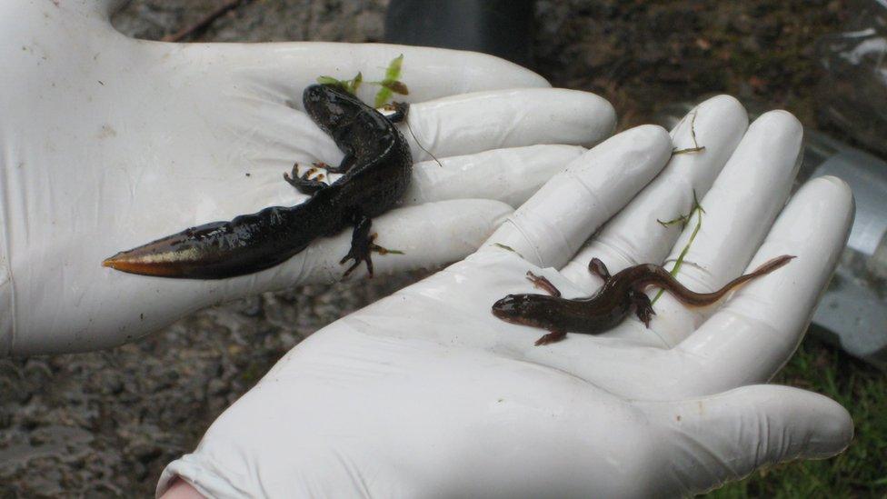 Newts