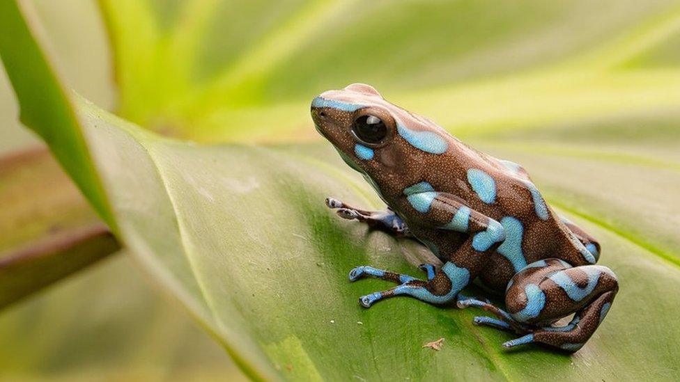 Blue-spotted-frog.