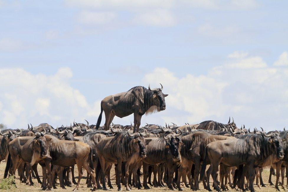 Wildebeest appears to stand on top of other wildebeests.