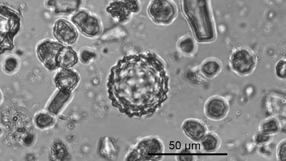 Phytoliths