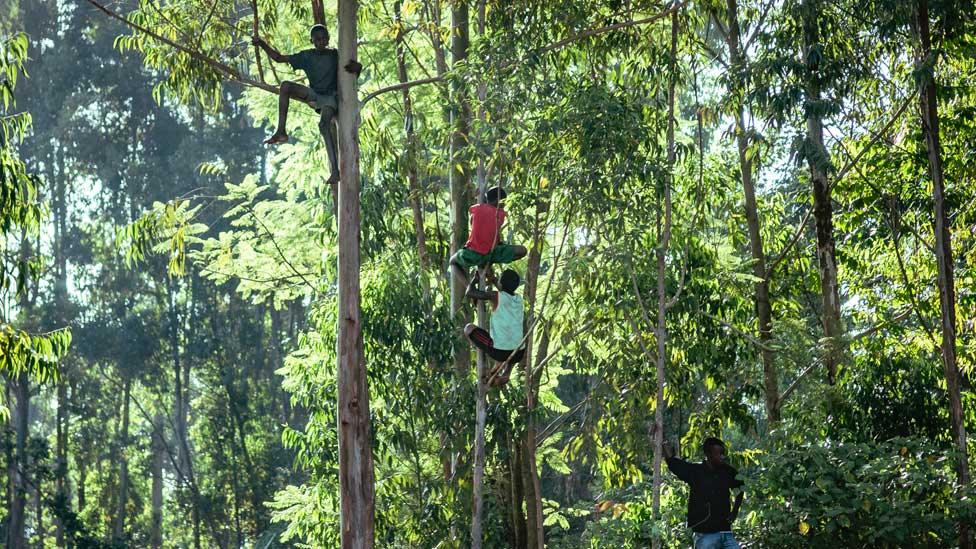 Children climb up trees in western Kenya to keep away from the bulls