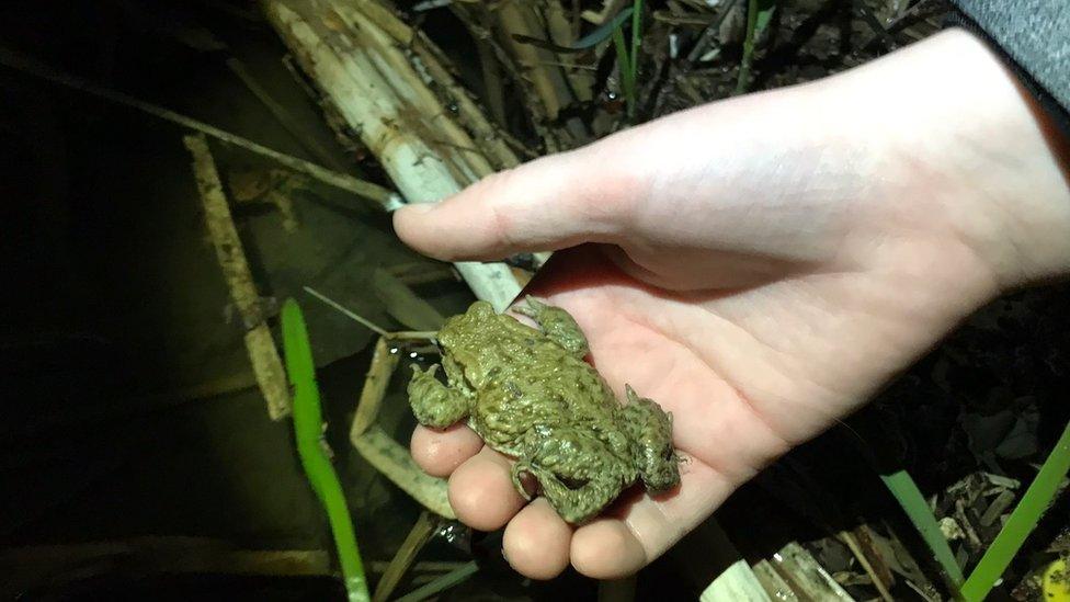 A toad in someone's hand being moved to be placed in water in Cambridge