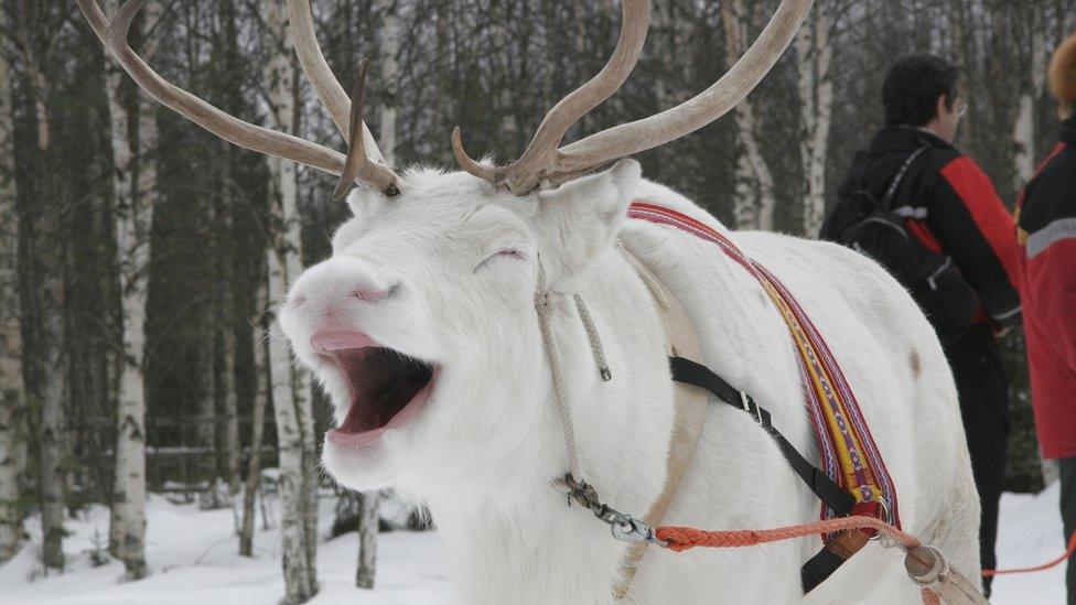 A white reindeer in Finland