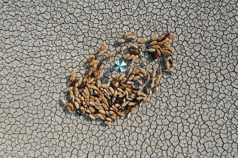 An aerial view of sheep on a dry and cracked landscape