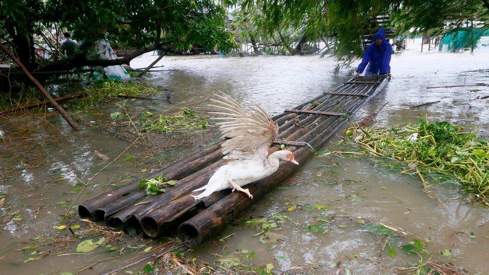 A resident uses a bamboo raft to bring a duck to a dry area following flooding brought about by Super Typhoon Haima, 20 October 2016.