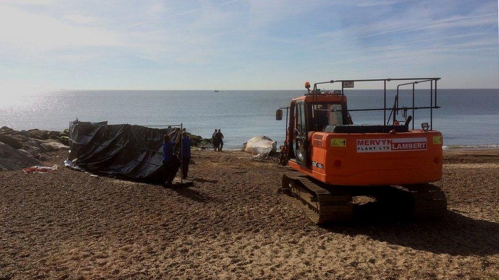 heavy plant arrives to take the whale away