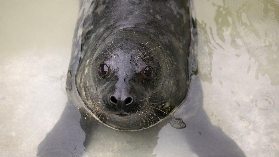 Brian May the seal