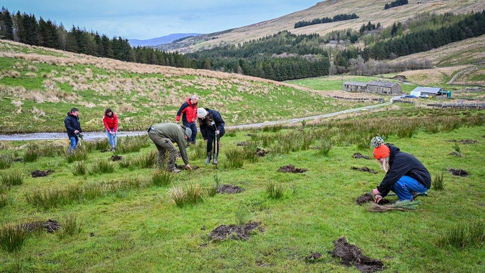 People planting trees for the Northern Forest