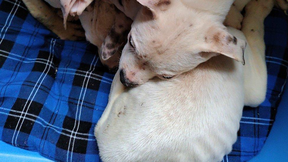 Malnourished American bulldog puppies