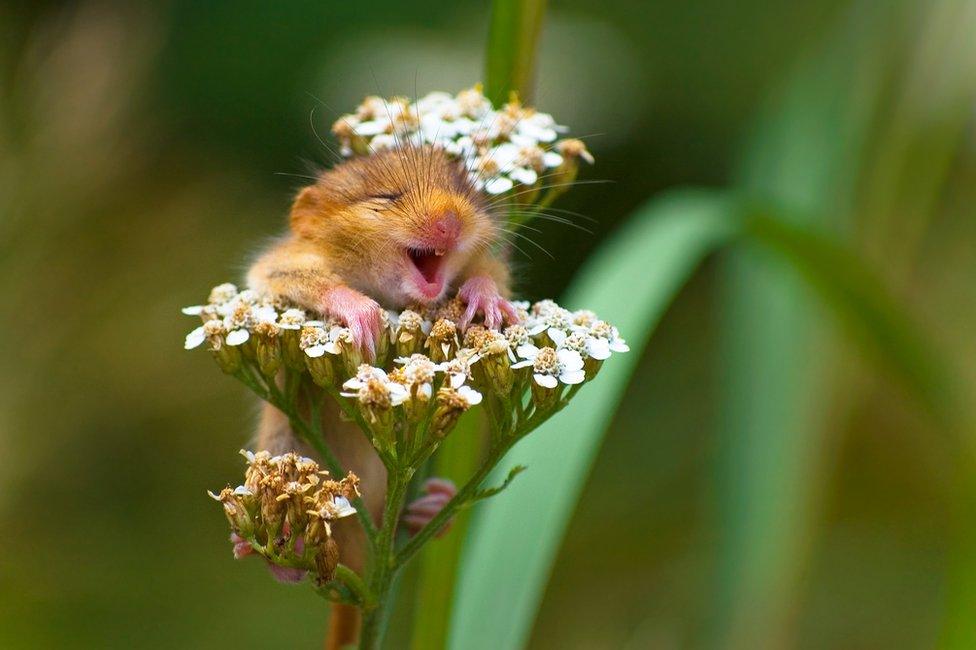 Mouse smiling whilst sitting on a flower