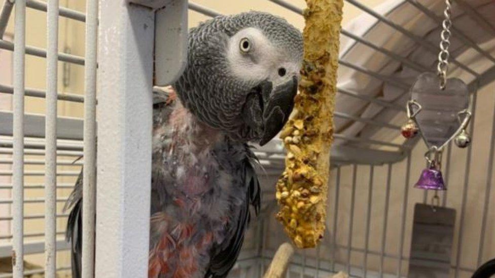 African grey parrot, Jesse