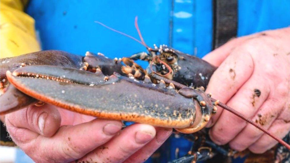 Man holding Scottish lobster