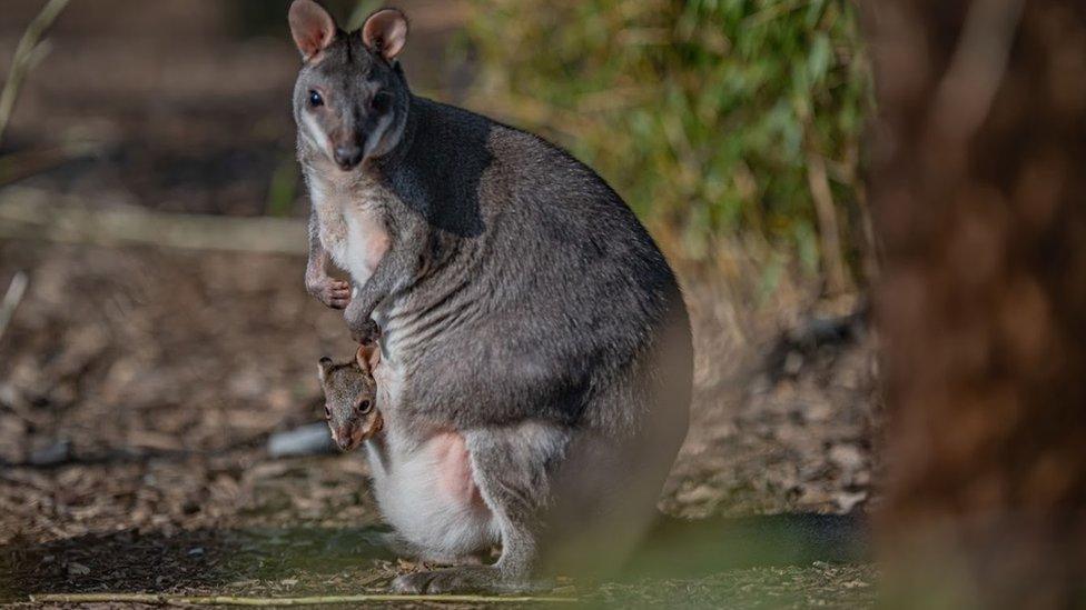 Baby kangaroo at Chester Zoo