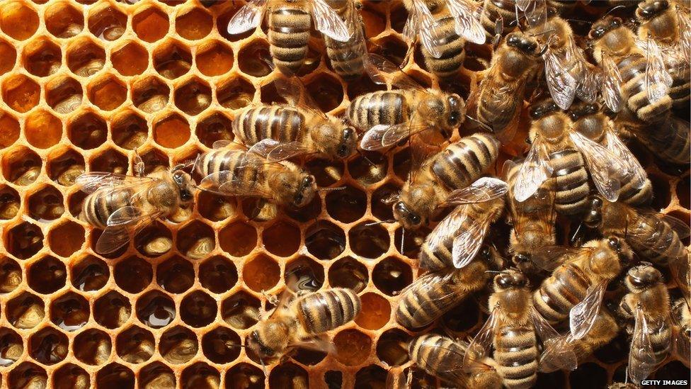 bees on honeycomb