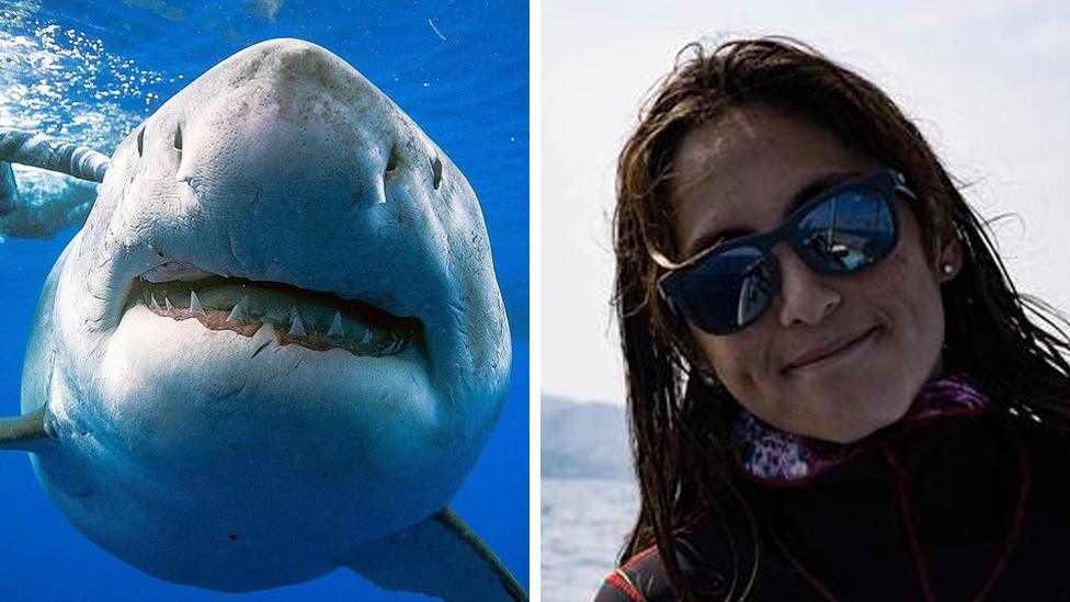 Kimberly Jeffries and a huge great white shark