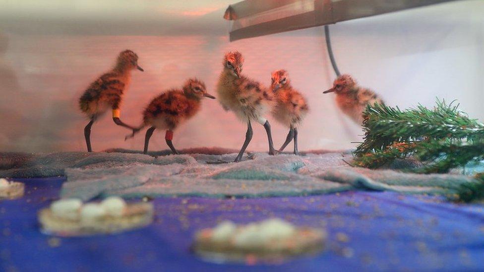 Godwit chicks