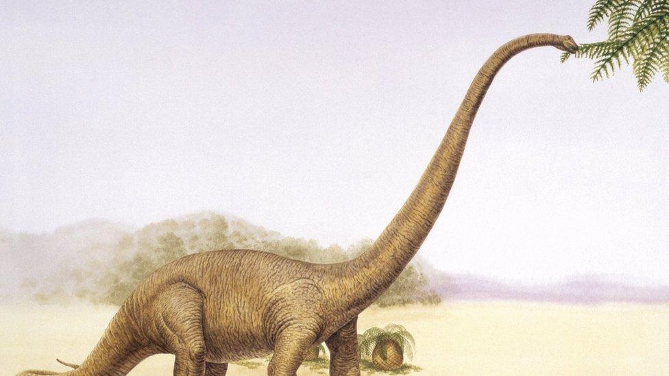 sauropod eating leaves