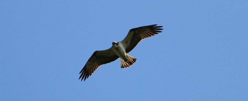 Osprey in Fermanagh