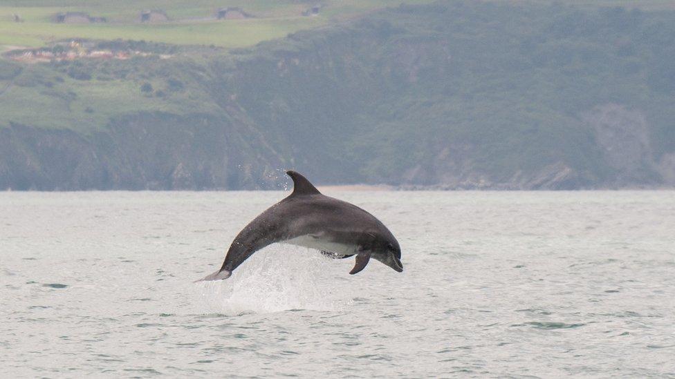 Dolphin in the UK