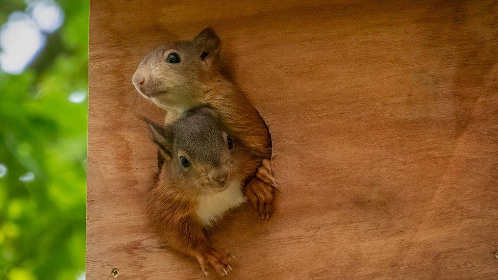 Two baby squirrels poking their heads out of a nest box