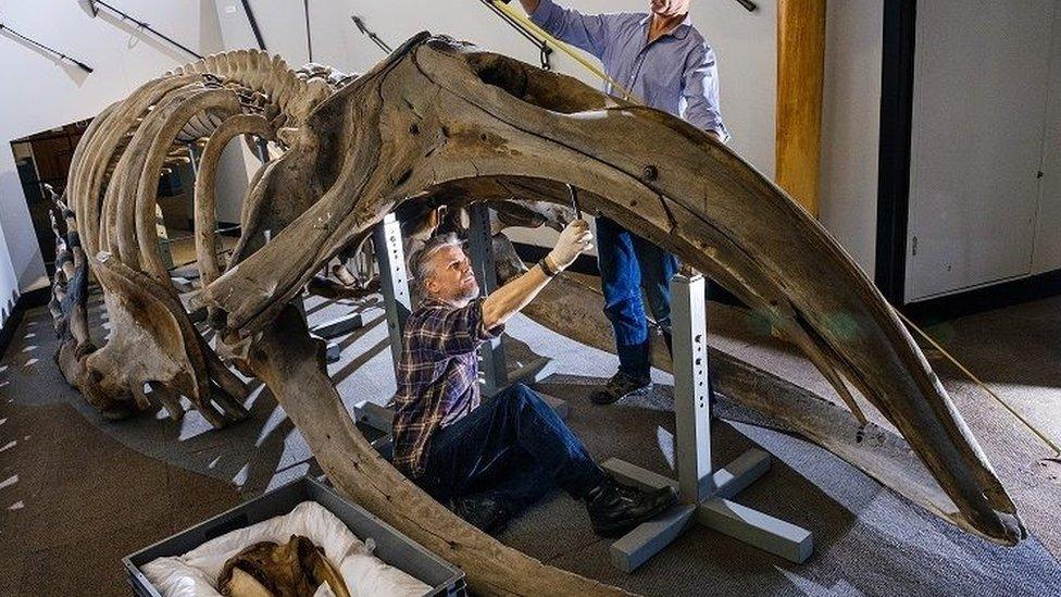 Whale skeleton at Hull Maritime Museum