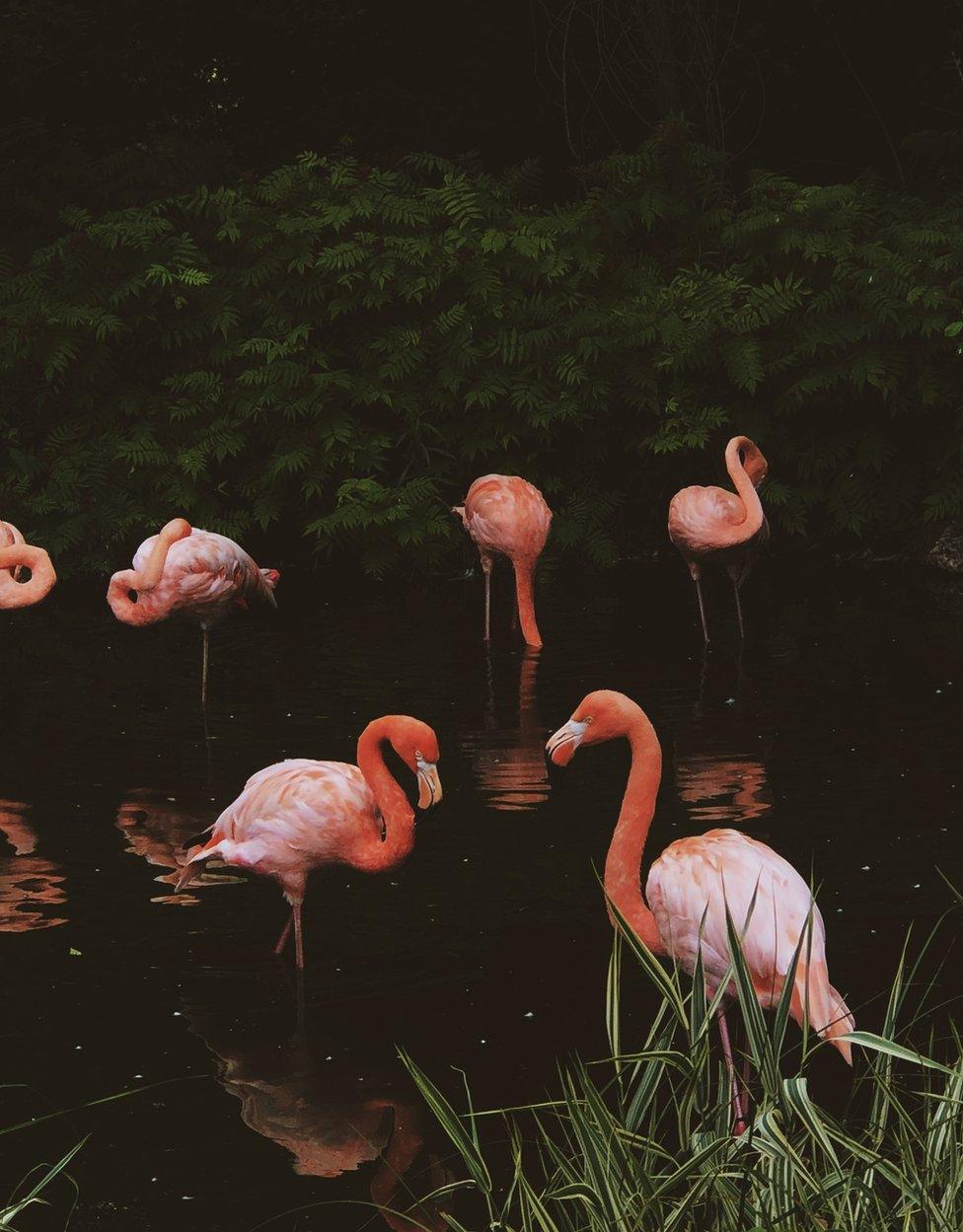 A group of flamingos in the water