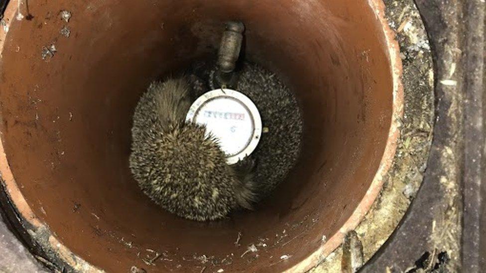 The two hogs found wedged down a 2ft (61cm) pipe that contained a water meter in Luton