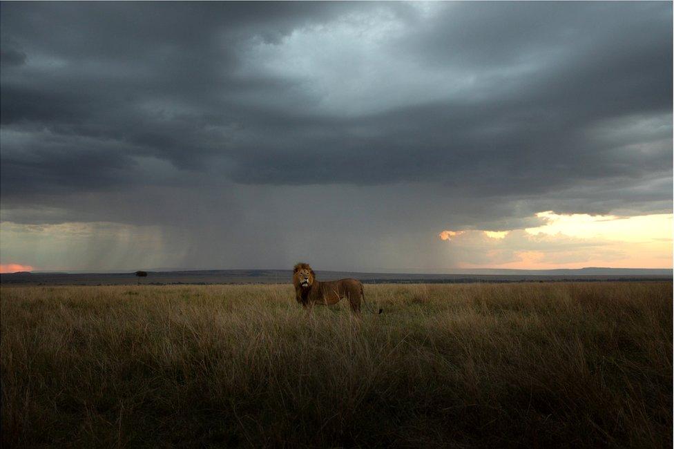 A large lion stands in an African landscape