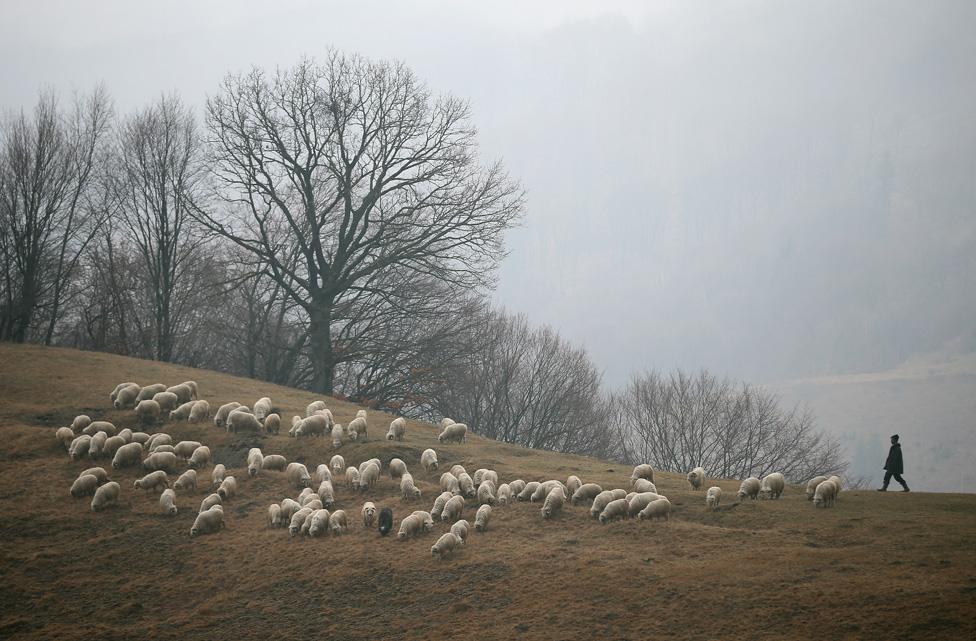 A shepherd keeps watch over his sheep in the Transylvanian Alps on March 10, 2013 near Voinesti, Romania.