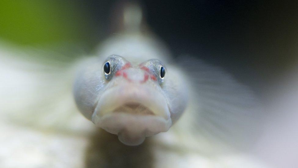 Red-cheeked goby-fish.