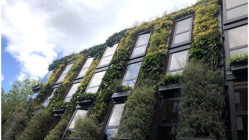 Green roofs and walls help to keep buildings cool