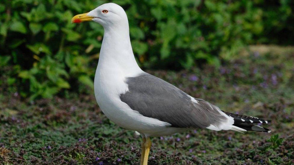 Lesser Black Backed Gull