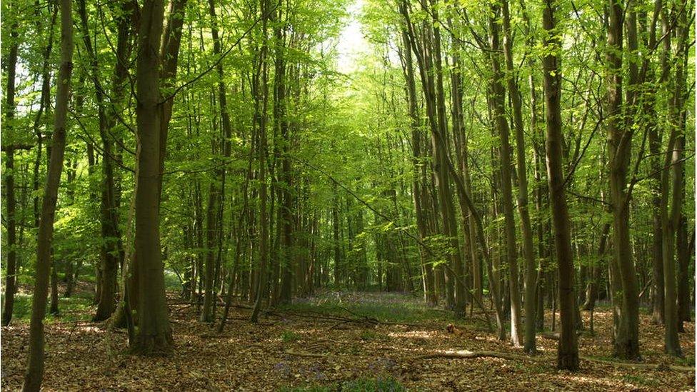 Urban woodland (Image: City of Trees)