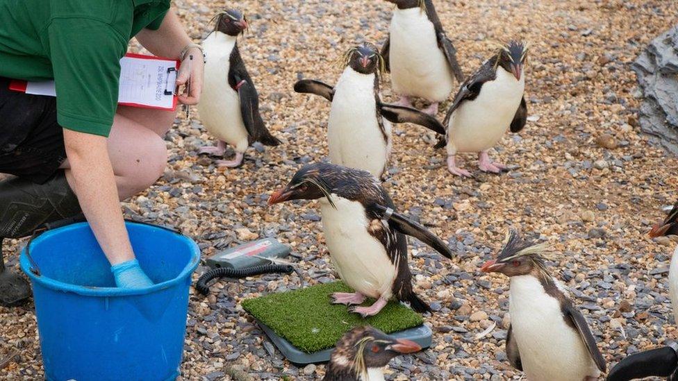 Northern rockhopper penguins