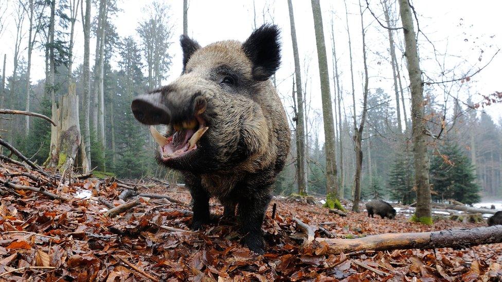 A boar