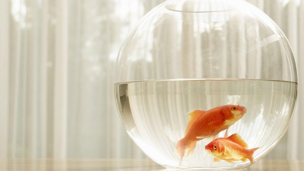 Goldfish in a bowl