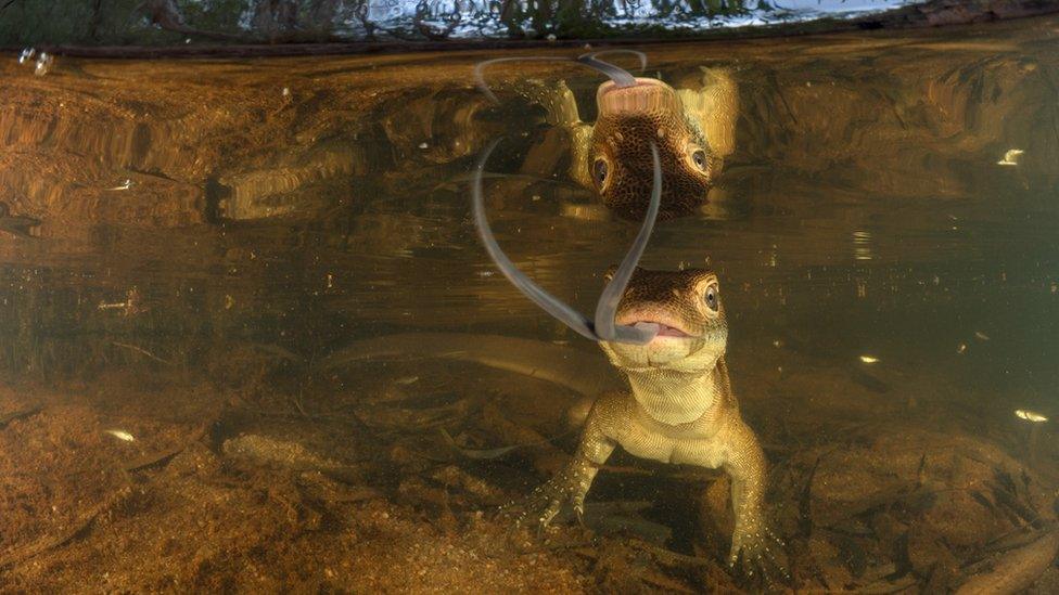 A Mertens' water monitor lizard gazes at its reflection in the photographer's equipment