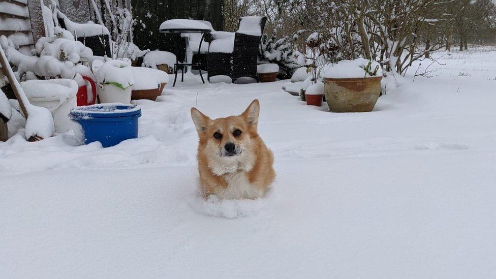 Carys the corgi in Wyverstone