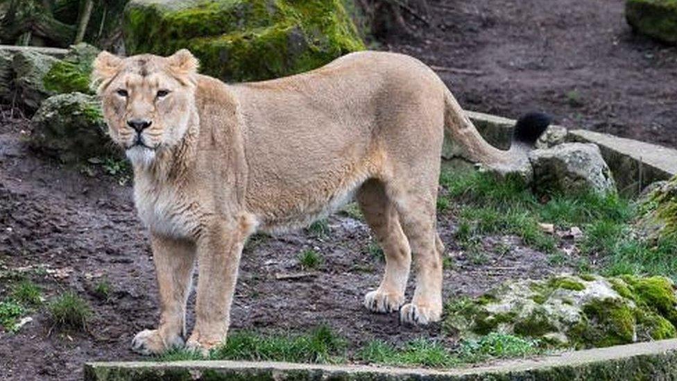 Asiatic lioness (file photo)