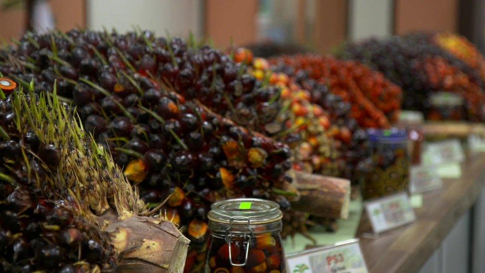 Palm oil fruits