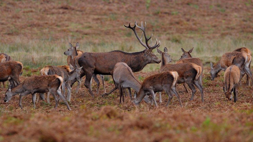 Red Deer in Bradgate Park, Leicestershire