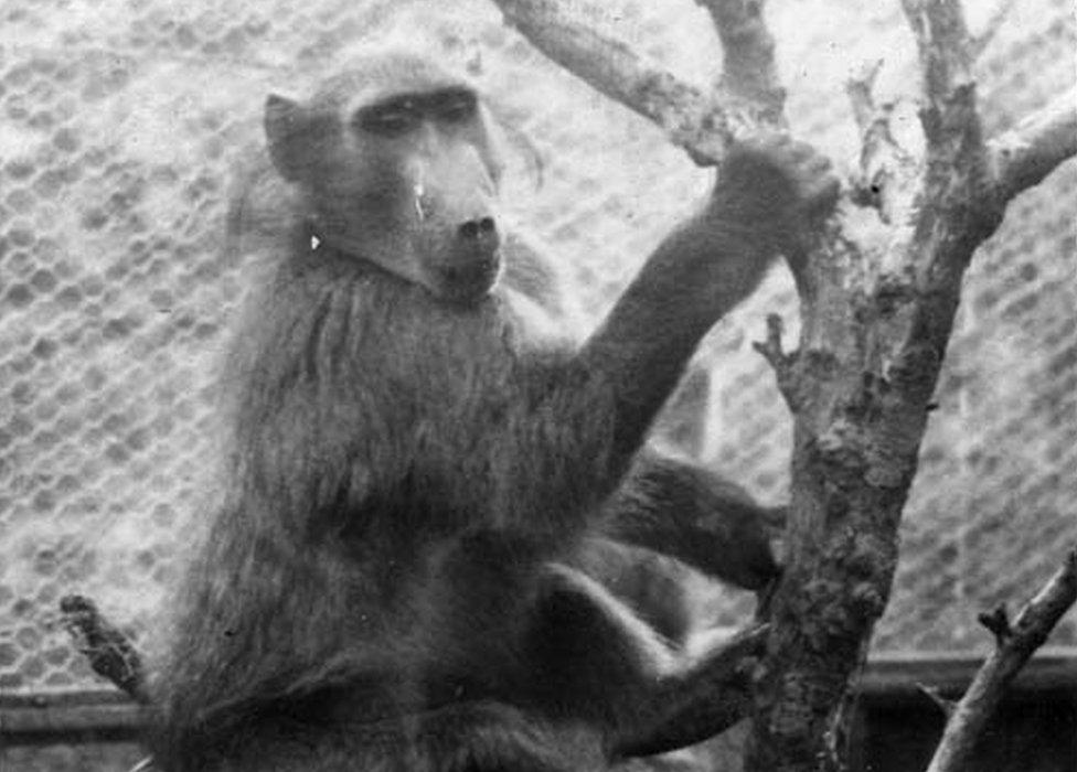 Monkey hanging from branches of a tree inside an enclosure