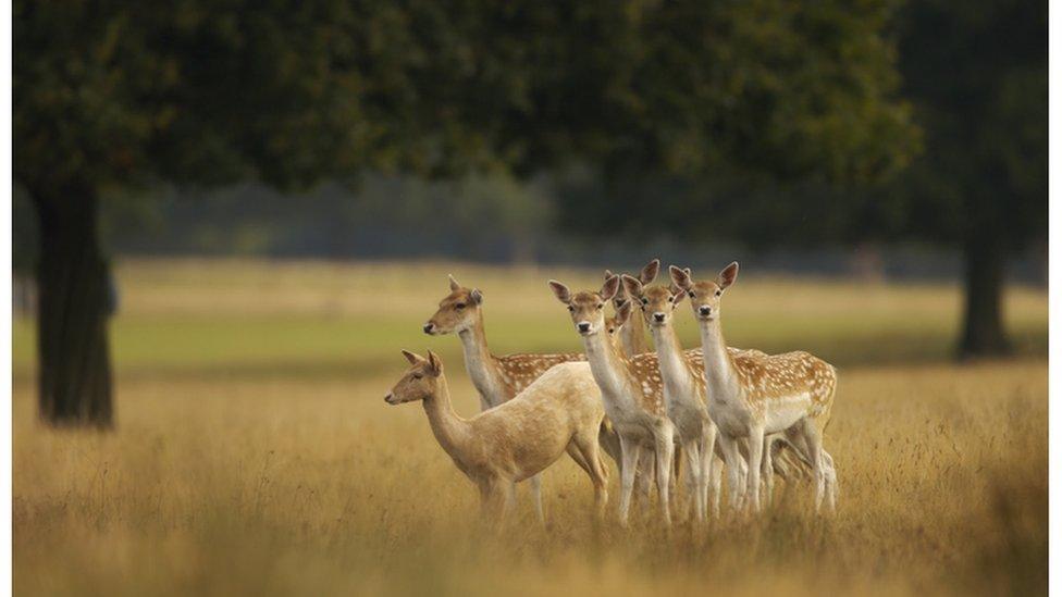 fallow deer