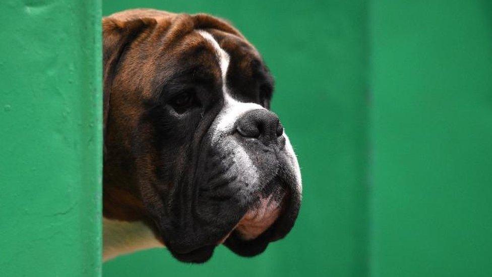 Boxer at Crufts