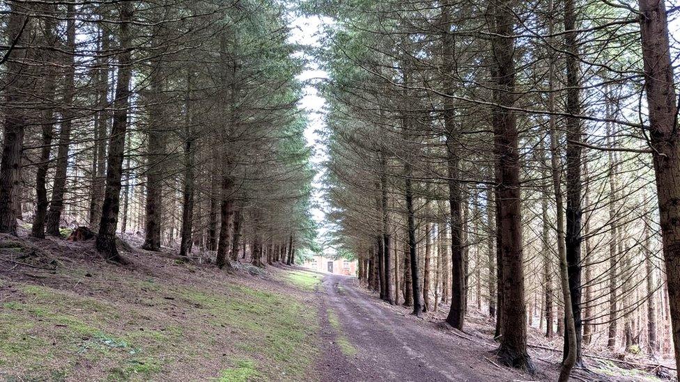 Avenue to an Elan Valley Aqueduct in Herefordshire